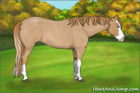 Horse Color:Red Roan Sabino Splash 