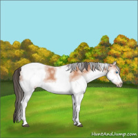 Horse Color:White Spotted Bay Splash Tobiano Frame 