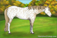Horse Color:Buckskin Dun Sabino Appaloosa 