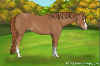 Horse Color:Chestnut Splash Tobiano