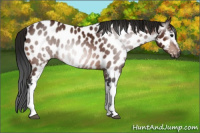 Horse Color:Gray White Spotted Bay Appaloosa 