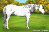 Horse Color:Grullo Splash Tobiano Appaloosa