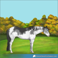 Horse Color:Black Splash Tobiano 