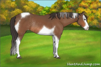 Horse Color:Bay Splash Tobiano Appaloosa Rabicano
