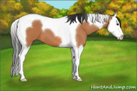 Horse Color:Bay Splash Tobiano