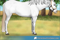 Horse Color:White Spotted Smoky Grullo Sabino Snowflake Varnish 