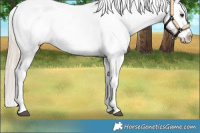 Horse Color:White Spotted Palomino Sabino Snowflake Varnish