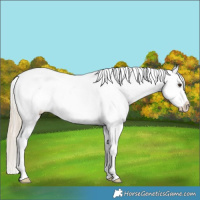 Horse Color:Chocolate Palomino Sabino Appaloosa