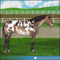 Horse Color:Bay Dun Appaloosa Brindle 