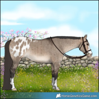 Horse Color:Bay Dun Appaloosa Brindle 