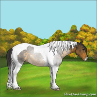 Horse Color:Buckskin Tobiano 
