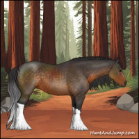 Horse Color:Buckskin 