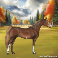 Horse Color:White Spotted Liver Chestnut 