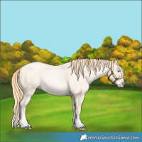 Horse Color:Buckskin Roan Pearl and Buckskin Roan Pearl Splash