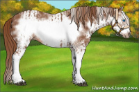 Horse Color:Chestnut Splash Frame and White Spotted Chestnut Splash Frame
