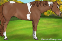 Horse Color:Chestnut Sabino Tobiano