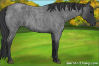 Horse Color:Blue Roan