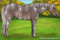 Horse Color:Silver Brown Ice