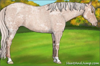 Horse Color:Silver Sable Champagne Ice Roan 