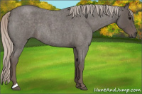 Horse Color:Silver Blue Roan