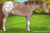 Horse Color:Chestnut Ice Sabino Tobiano Appaloosa Rabicano