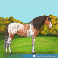 Horse Color:Bay Splash Tobiano Appaloosa  and Bay Splash Tobiano Appaloosa 