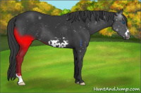 Horse Color:Black Frame 