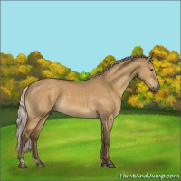 Horse Color:Silver Buckskin Dun 