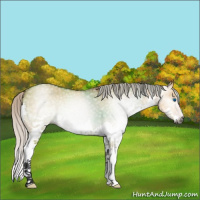 Horse Color:Gray Silver Buckskin Dun Splash 