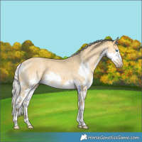 Horse Color:Silver Buckskin Roan Dun Splash