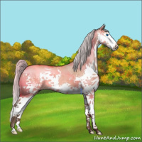 Horse Color:Silver Brown Roan Dun Splash 