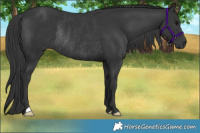Horse Color:Black Rabicano 