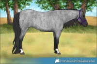 Horse Color:Blue Roan Rabicano 