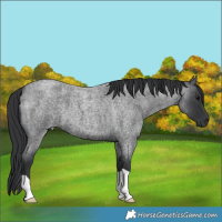 Horse Color:Blue Roan 