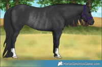Horse Color:Black Rabicano 