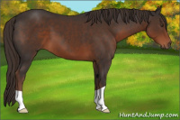 Horse Color:Liver Chestnut 