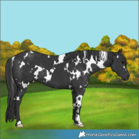 Horse Color:White Spotted Black