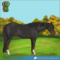 Horse Color:Liver Chestnut 