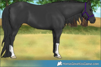 Horse Color:Black 