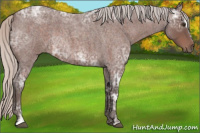 Horse Color:Silver Brown Ice Roan Sabino Rabicano 