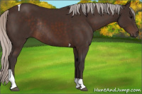 Horse Color:Silver Brown Tobiano Rabicano 