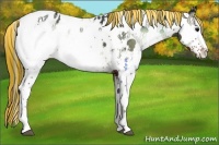 Horse Color:Painted White Spotted Brown Onyx Appaloosa