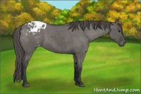 Horse Color:Grullo Appaloosa 