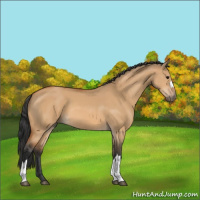 Horse Color:Bay Dun 