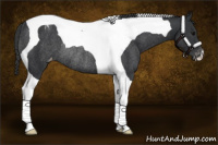 Horse Color:Black Tobiano Appaloosa Rabicano 