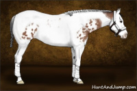 Horse Color:Bay Splash Tobiano Appaloosa
