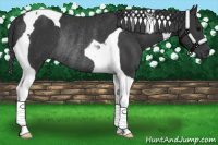 Horse Color:Black Tobiano Rabicano