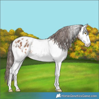 Horse Color:White Spotted Sable Champagne Appaloosa 