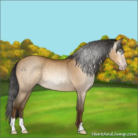 Horse Color:Gray Sable Cream Champagne Rabicano 