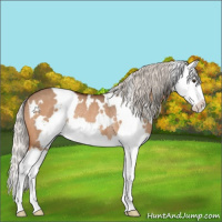Horse Color:White Spotted Silver Brown Dun Splash Appaloosa Rabicano 